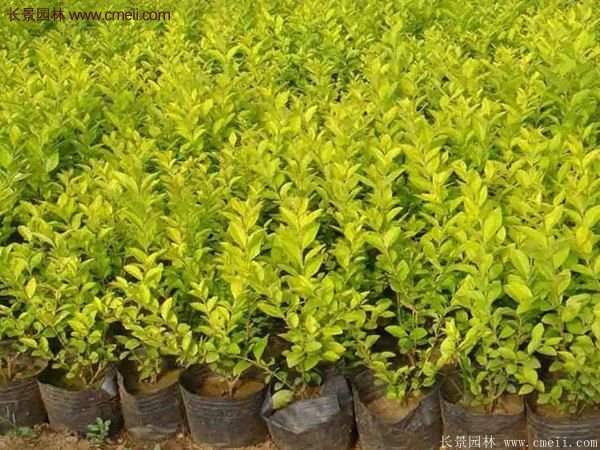 選購(gòu)金葉女貞苗 選購(gòu)金葉女貞苗