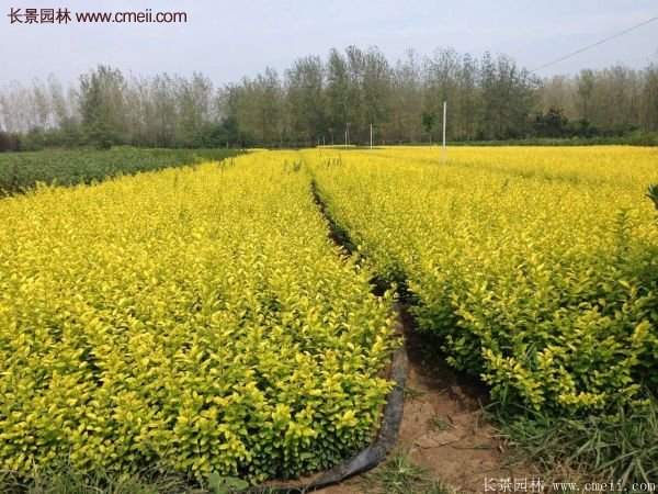 沭陽金葉女貞苗 沭陽金葉女貞苗