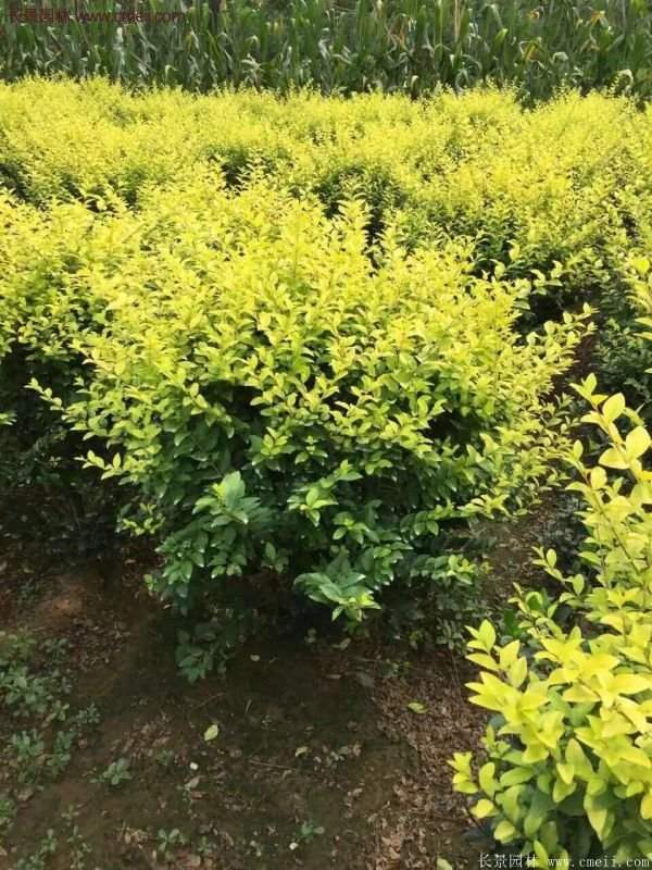 沭陽金葉女貞苗 沭陽金葉女貞苗