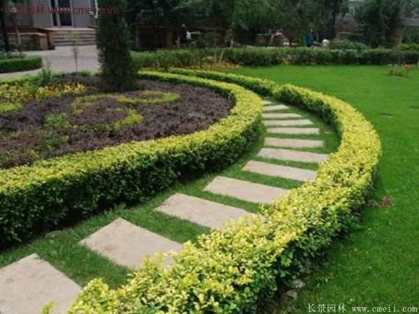 金葉女貞 金葉女貞