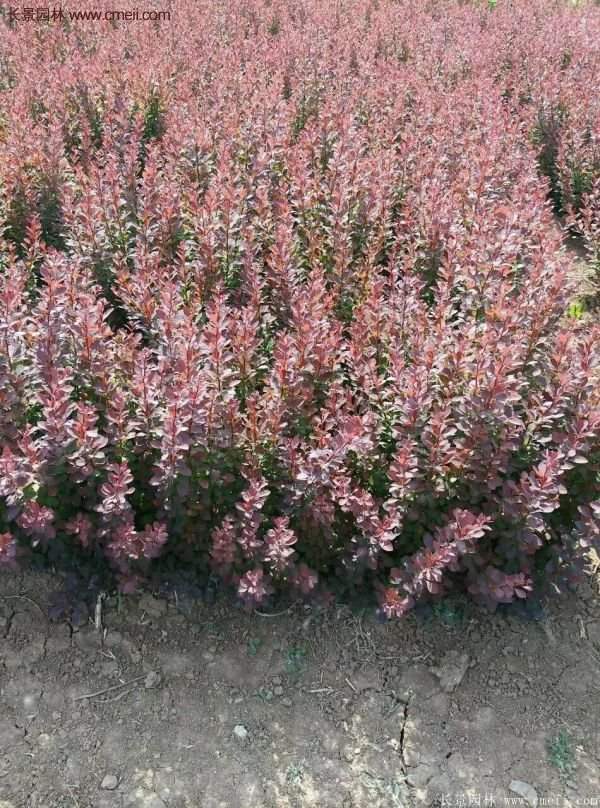 沭陽(yáng)紅葉小檗苗 沭陽(yáng)紅葉小檗苗