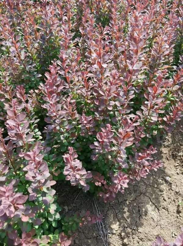 沭陽(yáng)紅葉小檗苗 沭陽(yáng)紅葉小檗苗