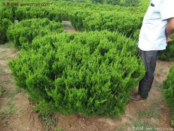 龍柏球實拍圖片