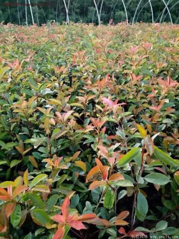 沭陽基地的紅葉石楠苗 沭陽基地的紅葉石楠苗