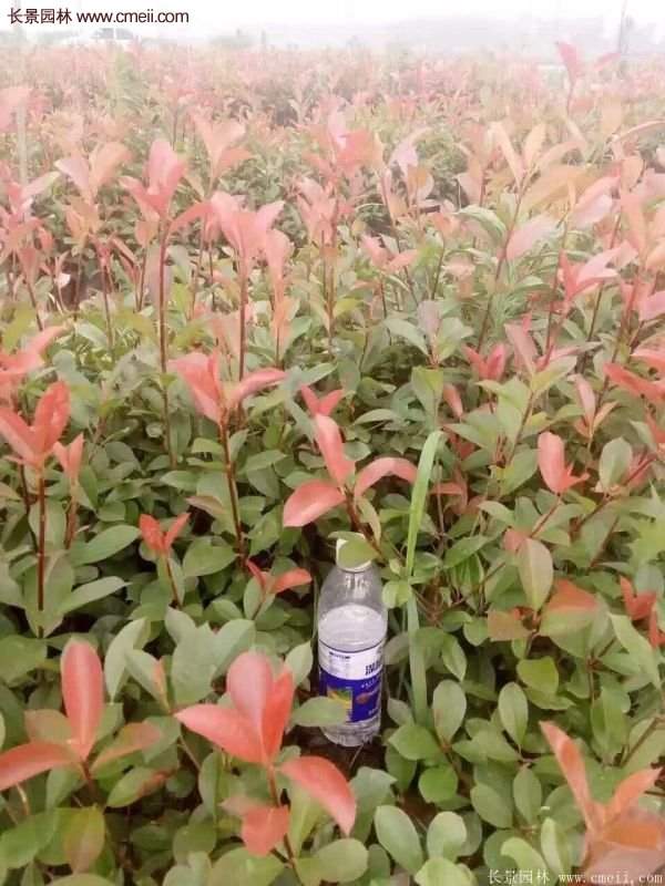 沭陽基地的紅葉石楠苗 沭陽基地的紅葉石楠苗