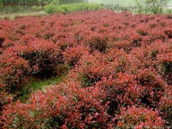 沭陽紅葉石楠 沭陽紅葉石楠