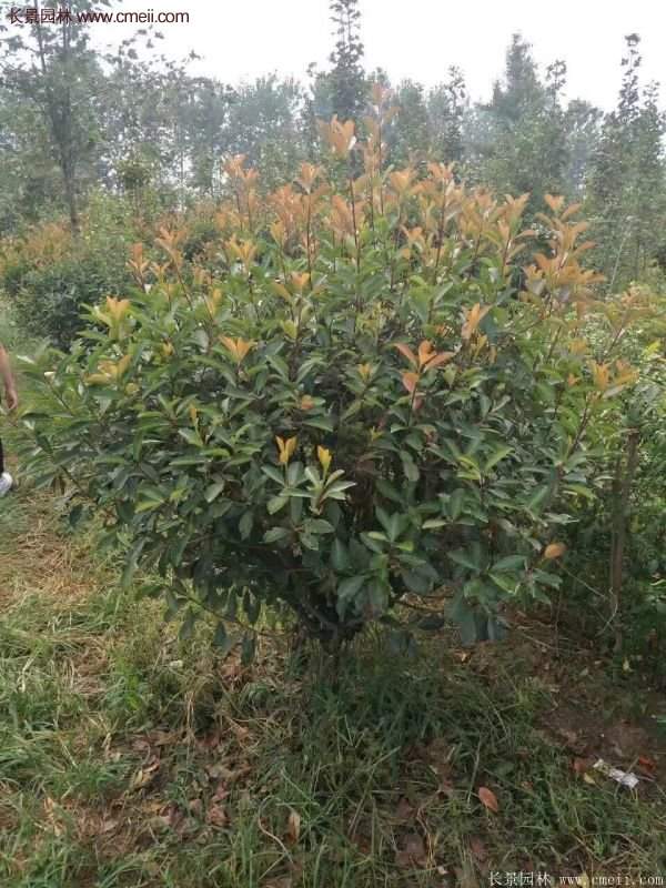 沭陽基地的紅葉石楠 沭陽基地的紅葉石楠