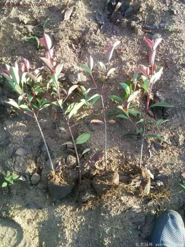 紅葉石楠基地 紅葉石楠基地