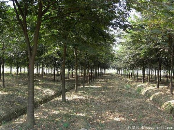 10~12~15公分的櫸樹(shù)