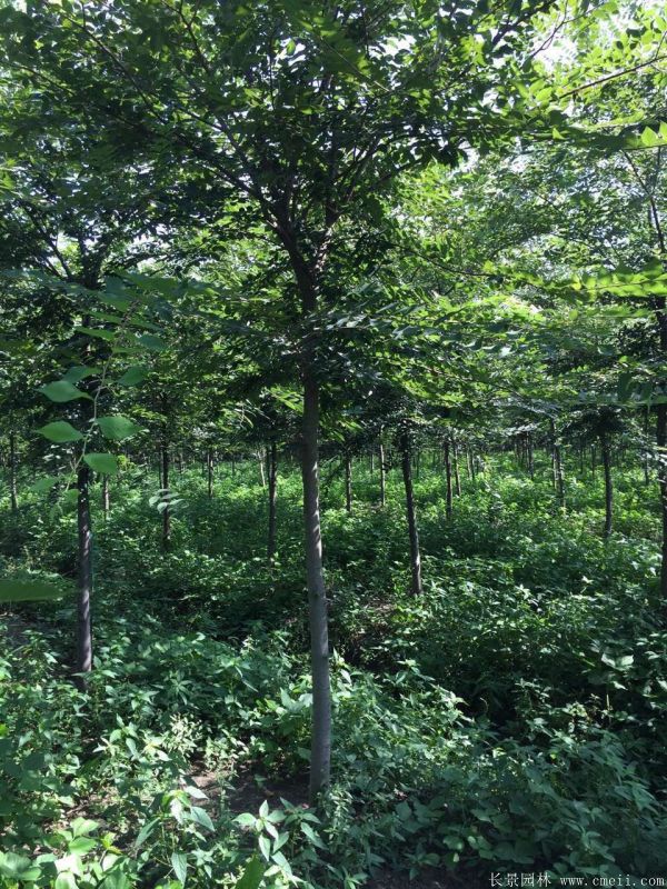 10~12~15公分的櫸樹(shù)