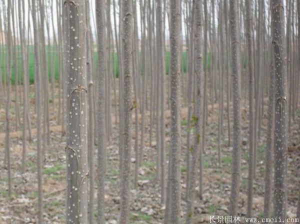 便宜的楊樹苗哪里有賣？