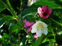 市場(chǎng)上紅王子錦帶小苗多少錢一棵？