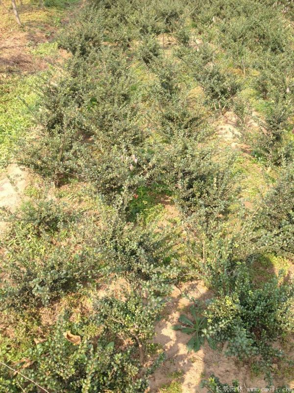 龜甲黃楊球-長景園林