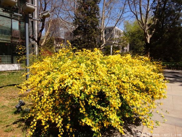 棣棠球-長(zhǎng)景園林