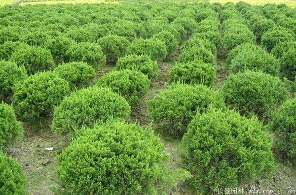 龍柏-長(zhǎng)景園林