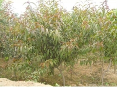 哪里有碧桃樹(shù)出售，最常用的規(guī)格多少錢一棵能