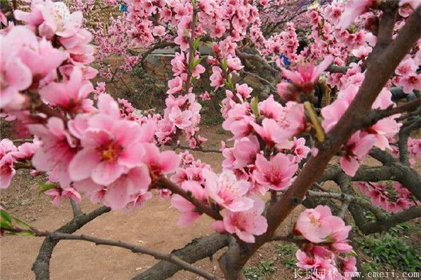 桃樹圖片桃樹基地實拍 桃樹圖片桃樹基地實拍
