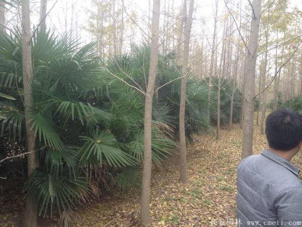 棕櫚圖片棕櫚樹基地實拍 棕櫚圖片棕櫚樹基地實拍