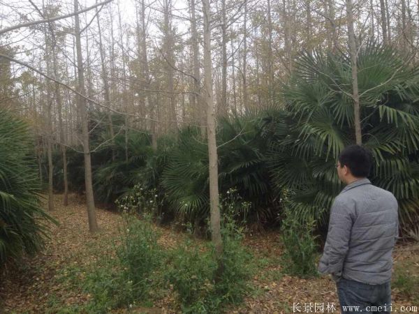 棕櫚圖片棕櫚樹基地實拍 棕櫚圖片棕櫚樹基地實拍