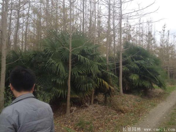 棕櫚圖片棕櫚樹基地實拍 棕櫚圖片棕櫚樹基地實拍