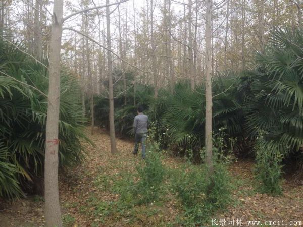 棕櫚圖片棕櫚樹基地實拍 棕櫚圖片棕櫚樹基地實拍