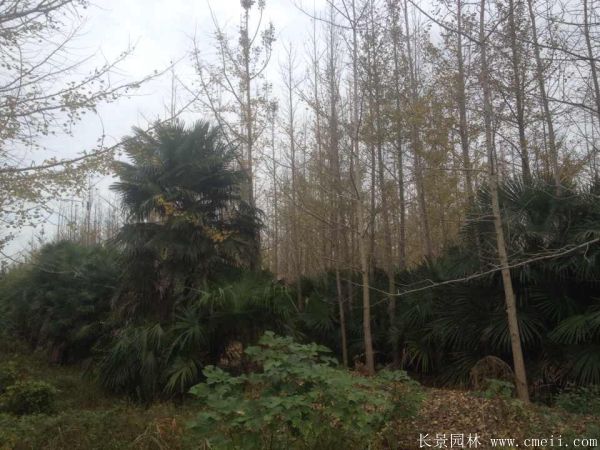 棕櫚圖片棕櫚樹基地實拍 棕櫚圖片棕櫚樹基地實拍