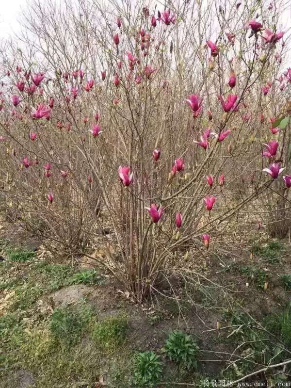 叢生紫玉蘭圖片 叢生紫玉蘭圖片