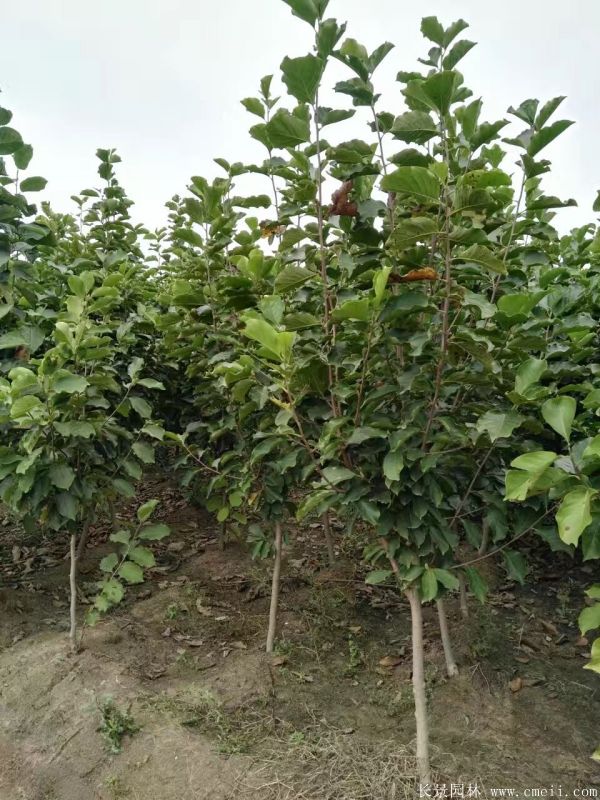 紫玉蘭圖片紫玉蘭基地實(shí)拍 紫玉蘭圖片紫玉蘭基地實(shí)拍