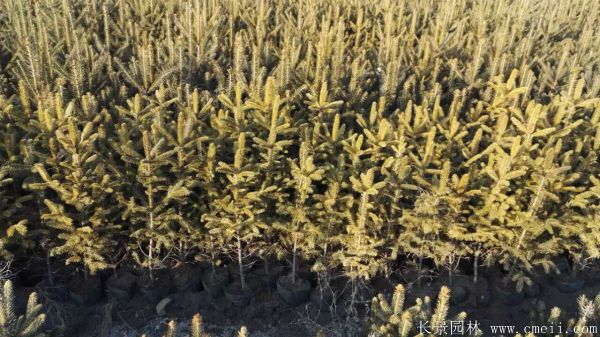 云杉圖片基地實(shí)拍 云杉圖片基地實(shí)拍