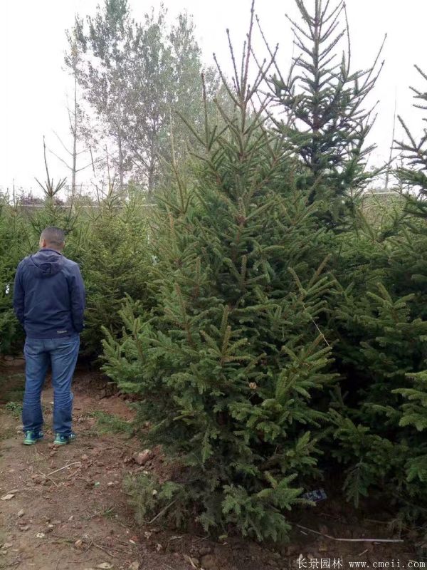 云杉圖片基地實(shí)拍 云杉圖片基地實(shí)拍