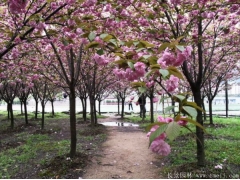 櫻花分枝點一般多高？