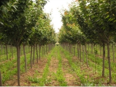 綠化苗木櫻花去哪里購買？