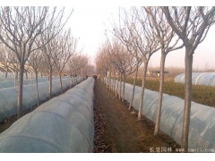 櫻花多少錢一棵？