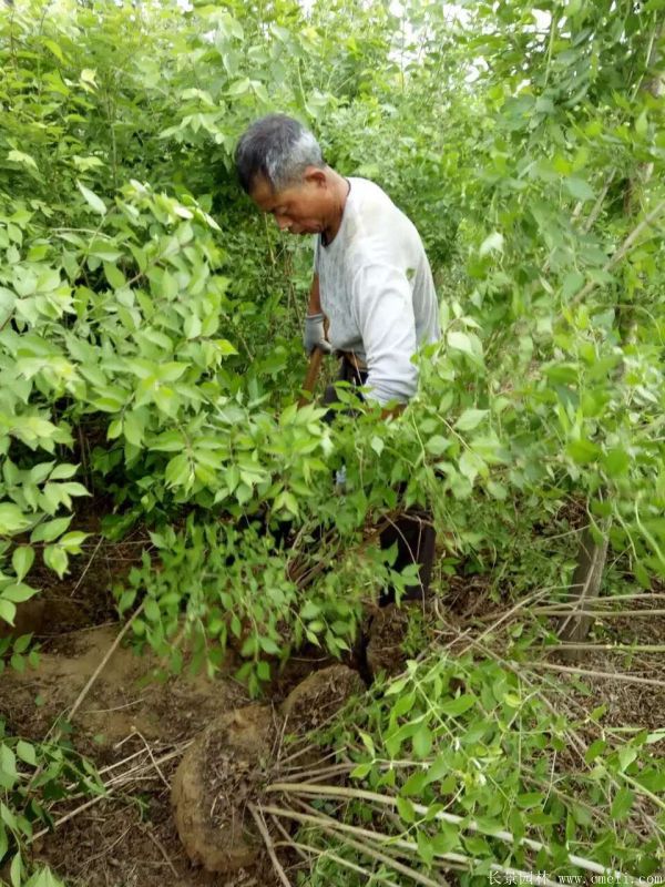 金銀木圖片基地實拍