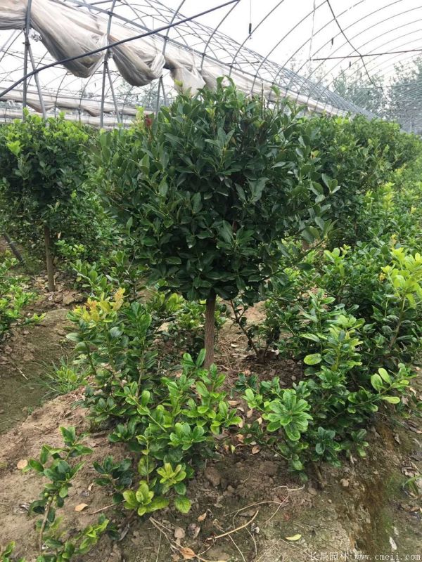 單桿大葉黃楊圖片 單桿大葉黃楊圖片