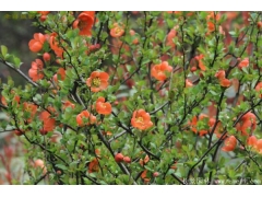 日本貼梗海棠多少錢？