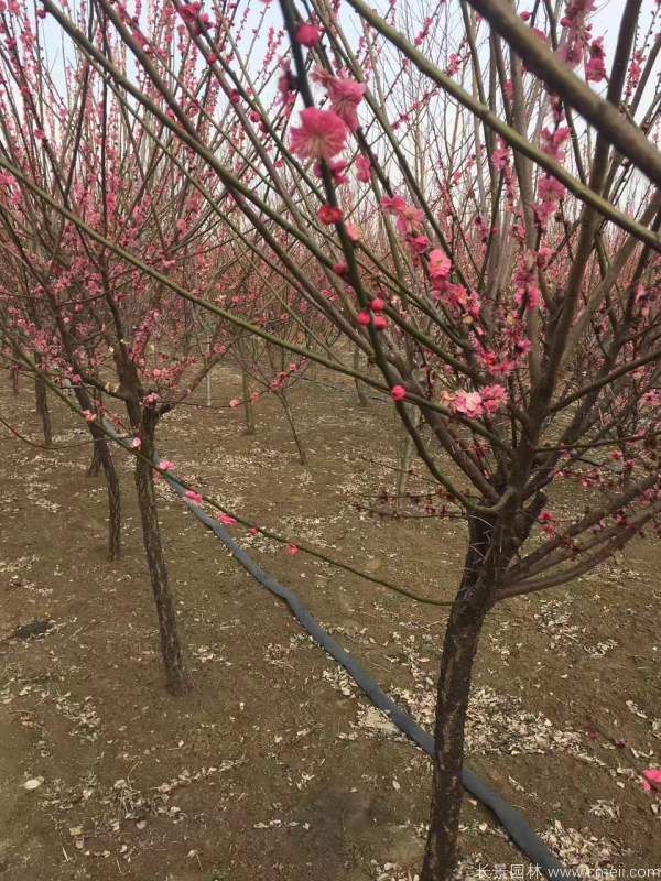 紅梅樹(shù)紅梅花圖片基地實(shí)拍