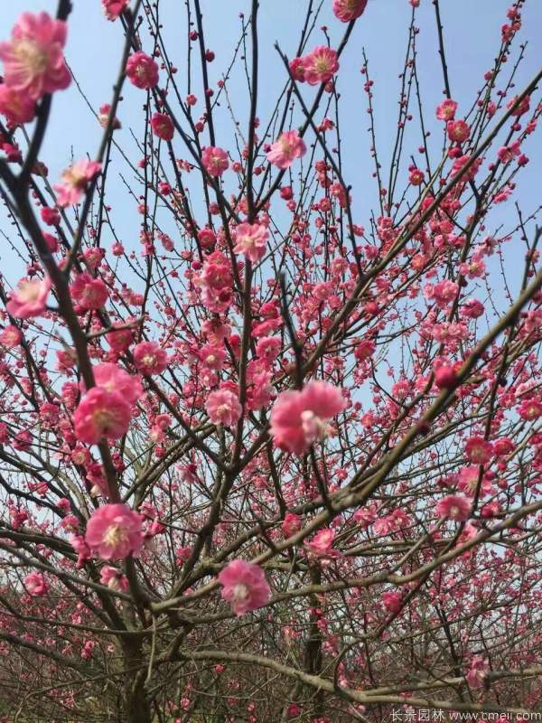 紅梅樹(shù)紅梅花圖片基地實(shí)拍