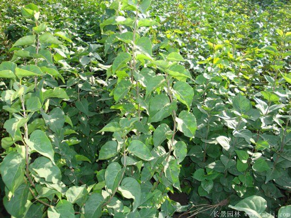 丁香圖片基地實拍 丁香圖片基地實拍