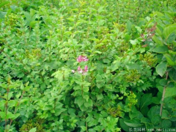 丁香圖片基地實拍 丁香圖片基地實拍