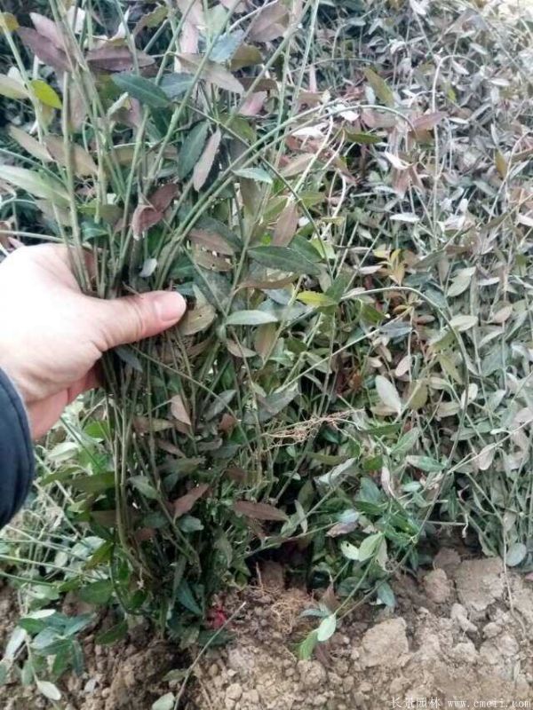 扶芳藤圖片基地實拍