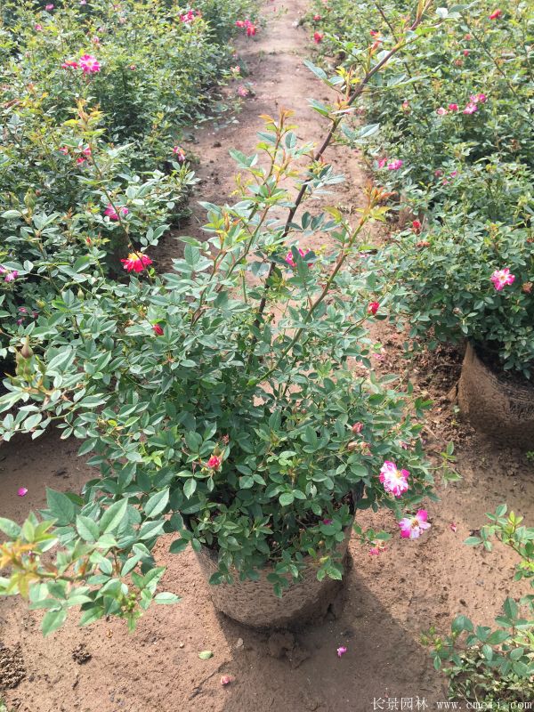 微型月季圖片基地實拍 微型月季圖片基地實拍