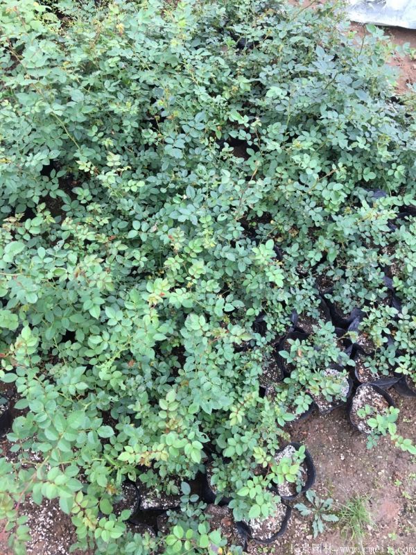 微型月季圖片基地實拍 微型月季圖片基地實拍