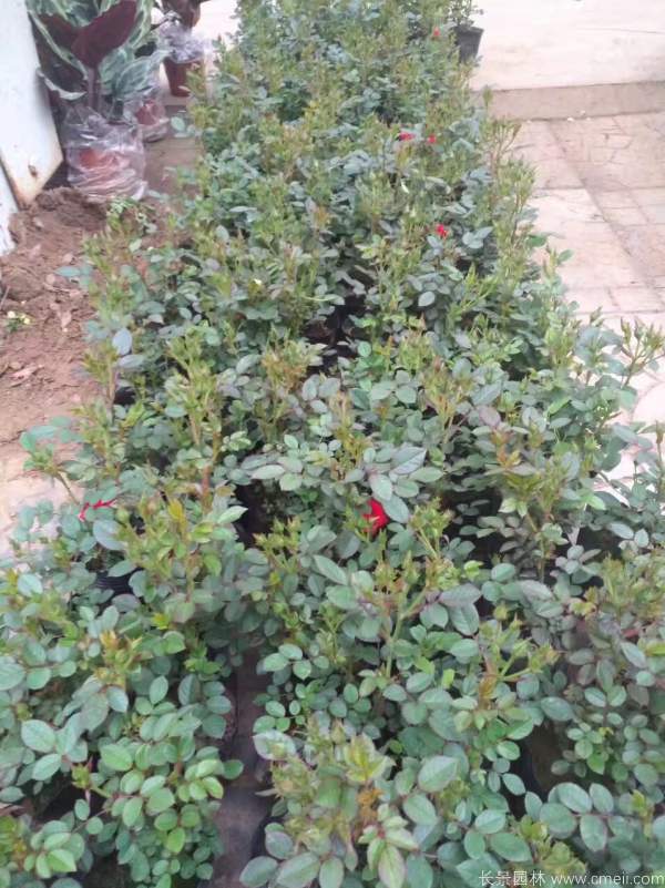 微型月季圖片基地實拍 微型月季圖片基地實拍