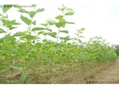 櫻花苗價格哪家比較低？