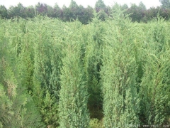 70-80公分刺柏價(jià)格多少錢一棵？