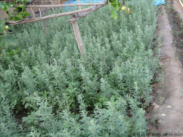 沙棗種子發芽出苗圖片