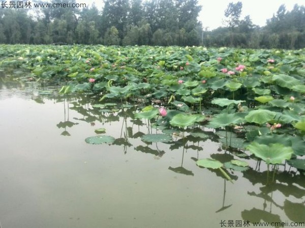 荷花種子發芽出苗圖片