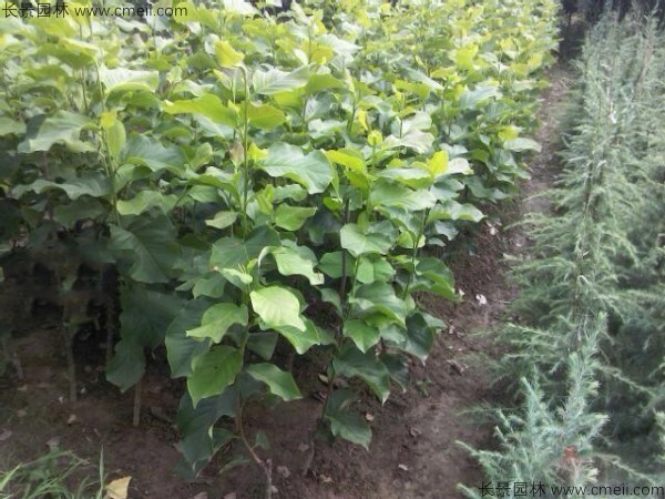 白玉蘭種子發芽出苗圖片