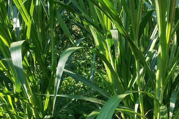 象草種子圖片 象草種子圖片